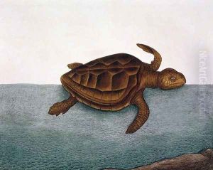 estudo marina (Loggerhead Turtle) plate 40 from Vol 2 of 'Natural History of Carolina, Florida and the Bahamas', 1771 by Mark Catesby