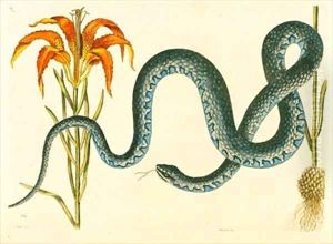Anguis the Wampum Snake by Mark Catesby