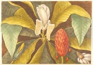 The Magnolia