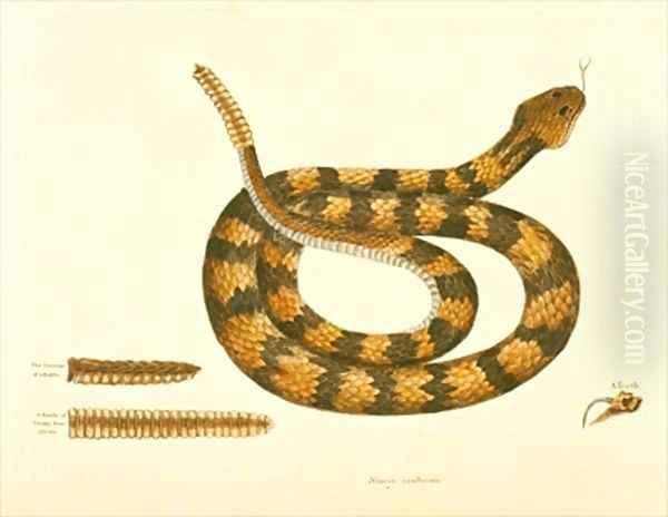 Viper Caudison Snake Rattlesnake - view 1