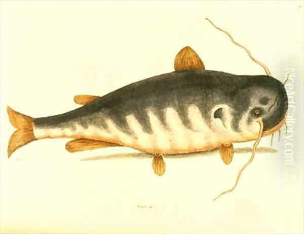 Catfish - view 1