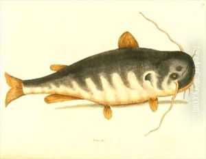 Catfish by Mark Catesby