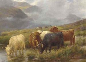 Highland cattle watering by Claude Cardon