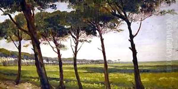 A Line of Old Pines - view 1