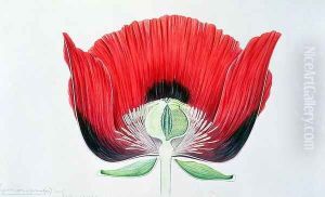 Papaver somniferum (Opium Poppy) 1905 by Arthur Henry Church
