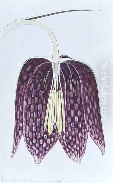 Fritillaria meleagris (Snake's Head Fritillary) 1906 - view 1