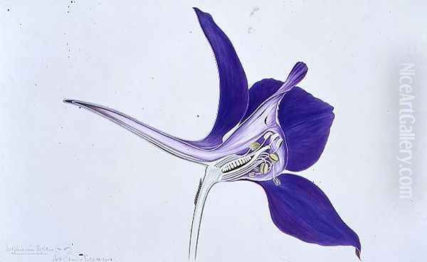 Drawing 1-15 Delphinium ajacis (Larkspur) 1908 - view 1