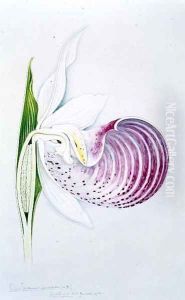 Drawing 169 Cypripedium spectabile (Lady's Slipper) 1906 by Arthur Henry Church