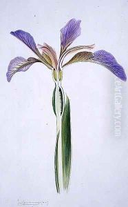 Drawing 173a Iris foetidissima (Stinking Iris) 1906 by Arthur Henry Church