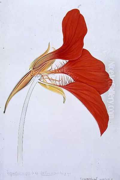 Drawing 38-14 Nasturtium Tropaeolum majus , 1903 - view 1