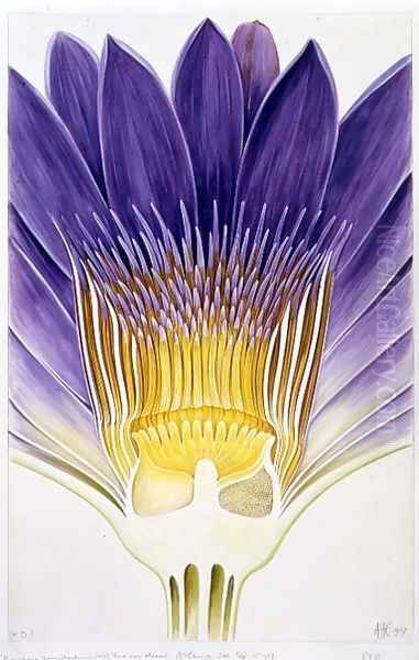 Drawing 8-7 Nymphaea capensis var. zanzibariensis (Cape Blue Water-Lily) 1907 - view 1