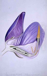 Drawing 57-9 Lupinus polyphyllus (Garden lupin) 1908 by Arthur Henry Church