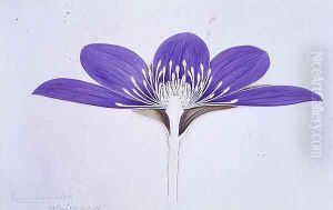 Drawing 1-4 Anemone hepatica, 1905