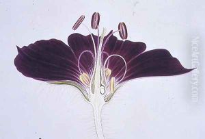 Drawing 38-6 Geranium phaeum, 1909 by Arthur Henry Church