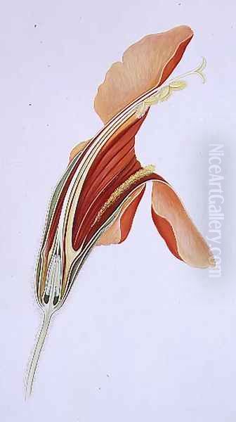 Drawing 115 Mimulus cardinalis (Scarlet monkeyflower) 1903 - view 1