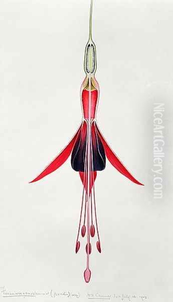 Drawing 70-4 Fuchsia gracilis (Lady's Eardrops) 1903 - view 1