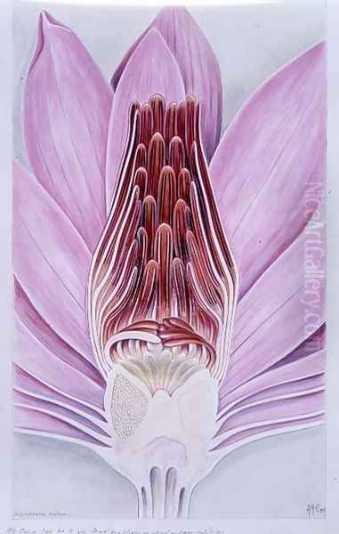 Drawing 8-6 Nymphaea rubra (Indian Red Water-Lily) 1907 - view 1