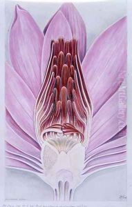 Drawing 8-6 Nymphaea rubra (Indian Red Water-Lily) 1907 by Arthur Henry Church