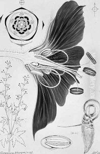 Drawing 38-6 Geranium phaeum, monochrome version, 1909 by Arthur Henry Church