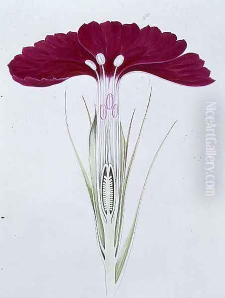Drawing 22-1 Dianthus barbatus (Sweet William) 1904 - view 1