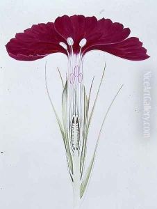Drawing 22-1 Dianthus barbatus (Sweet William) 1904 by Arthur Henry Church