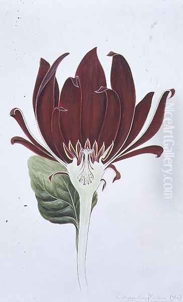 Drawing 3-1 Calycanthus floridus (Carolina Allspice) 1905 - view 1