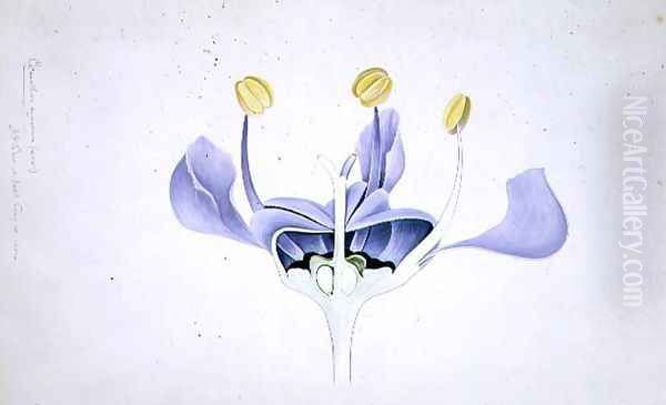 Drawing 49-1 Ceanothus azureus (Californian lilac) 1904 - view 1