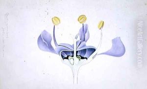 Drawing 49-1 Ceanothus azureus (Californian lilac) 1904 by Arthur Henry Church