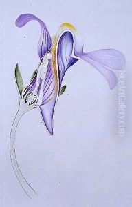 Drawing 115-9 Cymbaloria muralis (Ivy-leaved toadflax) 1908 by Arthur Henry Church