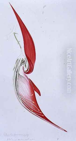 Drawing 57-3 Clianthus puniceus (Glory Pea) 1905 - view 1
