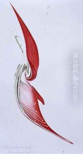 Drawing 57-3 Clianthus puniceus (Glory Pea) 1905 by Arthur Henry Church