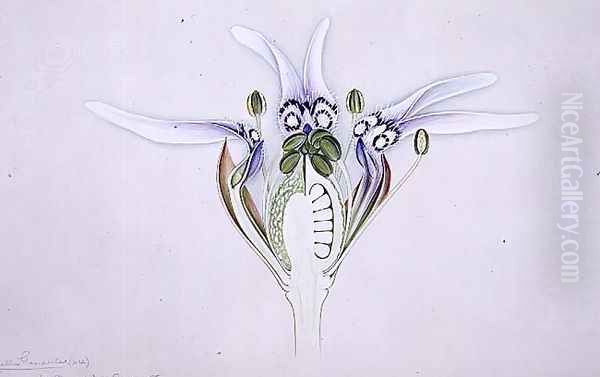 Drawing 1-19 Nigella garidella, 1905 - view 1