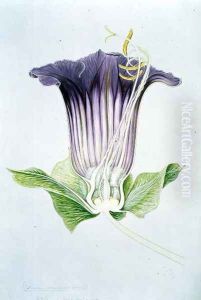 Drawing 110-1 Cobaea scandens (Cup and Saucer Vine) 1909 by Arthur Henry Church