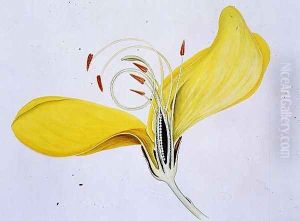Drawing 57-7 Cytisus scoparius (Common Broom) 1903