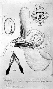 Drawing 57-7 Cytisus scoparius (Common Broom) monochrome version, 1908 by Arthur Henry Church
