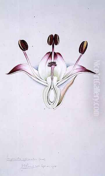 Drawing 58-10 Sanguisorba officinalis (Great Burnet) 1905 - view 1