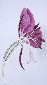 Drawing 70-2 Chameriion angustifolium (Rosebay willowherb) 1904 by Arthur Henry Church
