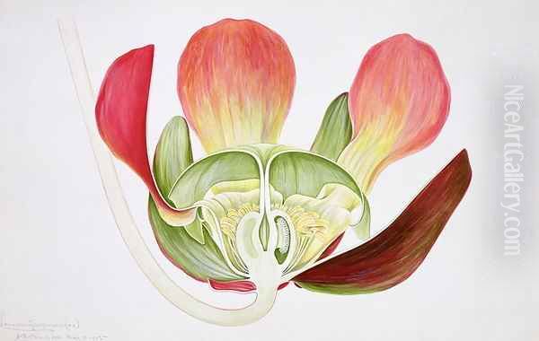 Drawing 9-2 Sarracenia purpurea (Pitcherplant) 1905 - view 1