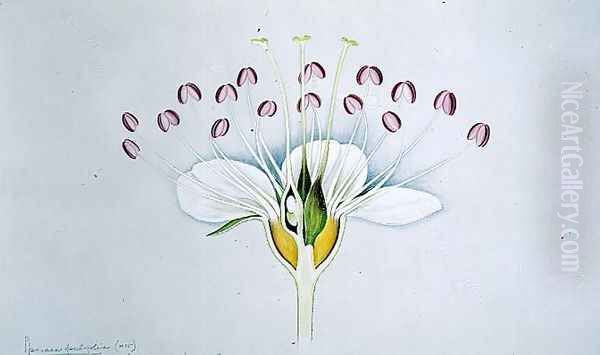 Drawing 58-12 Physocarpus opulifolius (Ninebark) 1906 - view 1