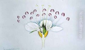 Drawing 58-12 Physocarpus opulifolius (Ninebark) 1906 by Arthur Henry Church