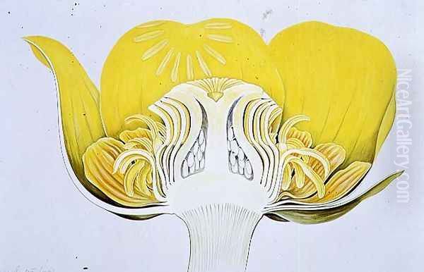 Drawing 8-2 Nuphar luteum (Yellow Waterlily) 1906 - view 1