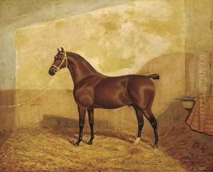 A tethered brown hunter in a stable