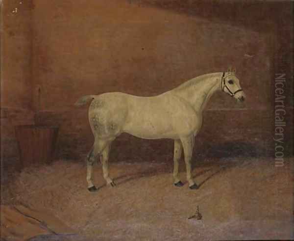 A dappled grey hunter in a stable - view 1