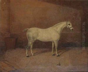 A dappled grey hunter in a stable A dappled grey hunter in a stable