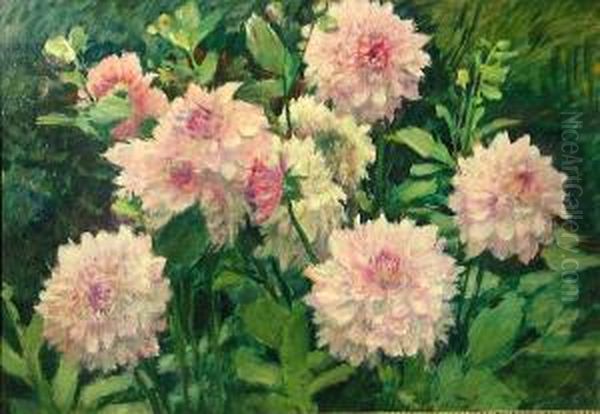 Pink Dahlias - view 1