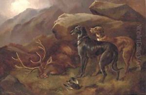Deer hounds with a stag by Robert Cleminson