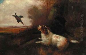 Spaniels putting up pheasant by Robert Cleminson
