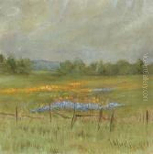 Poppy Scene In Potter Valley - view 1