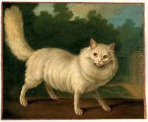chat Angora Blanc Dans Un Paysage