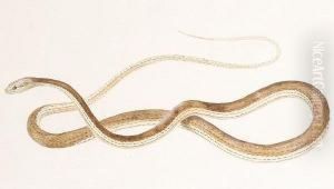 Study For A Grass Snake by Nicolas Huet